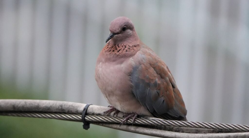 Doves