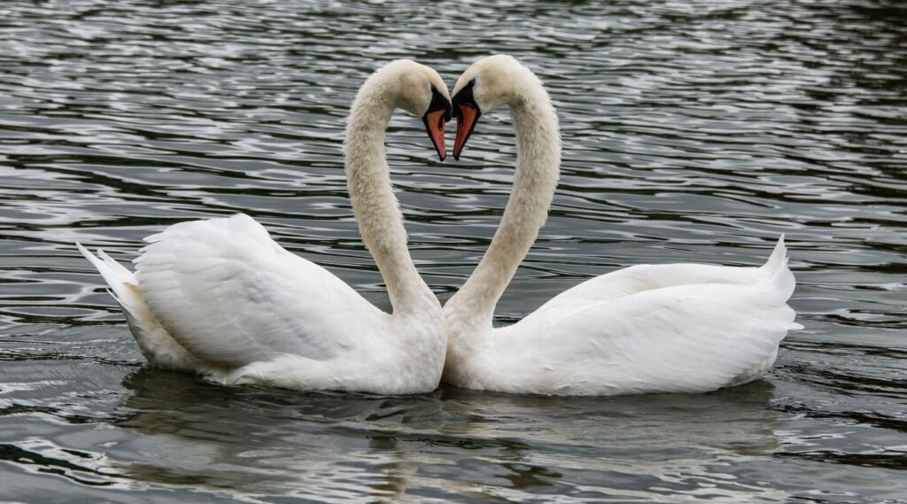 Swans