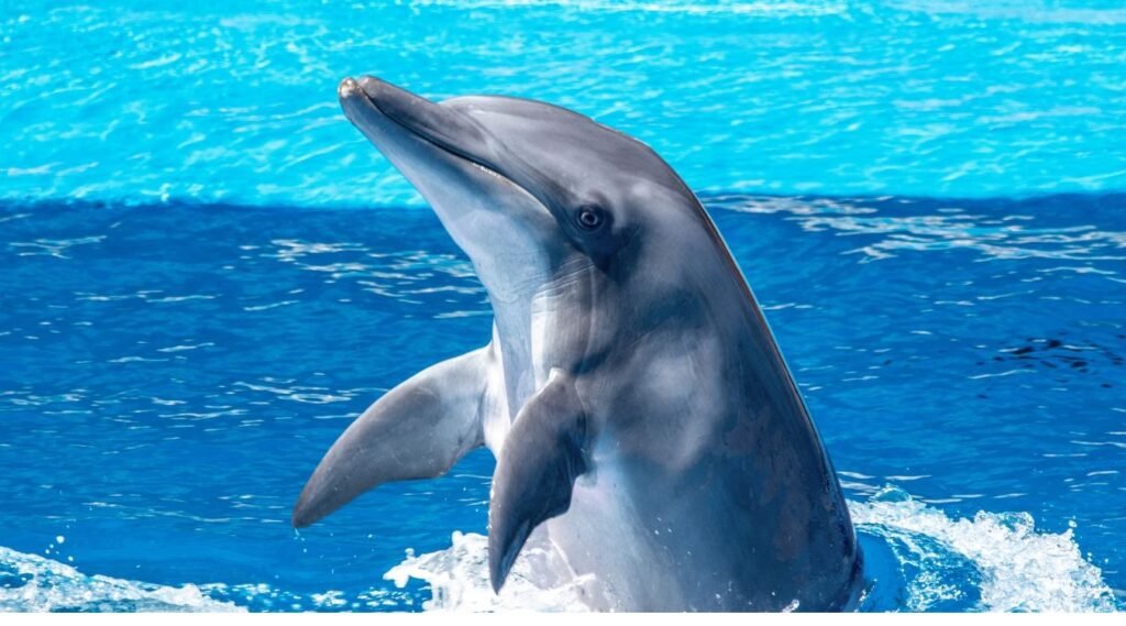 Dolphins