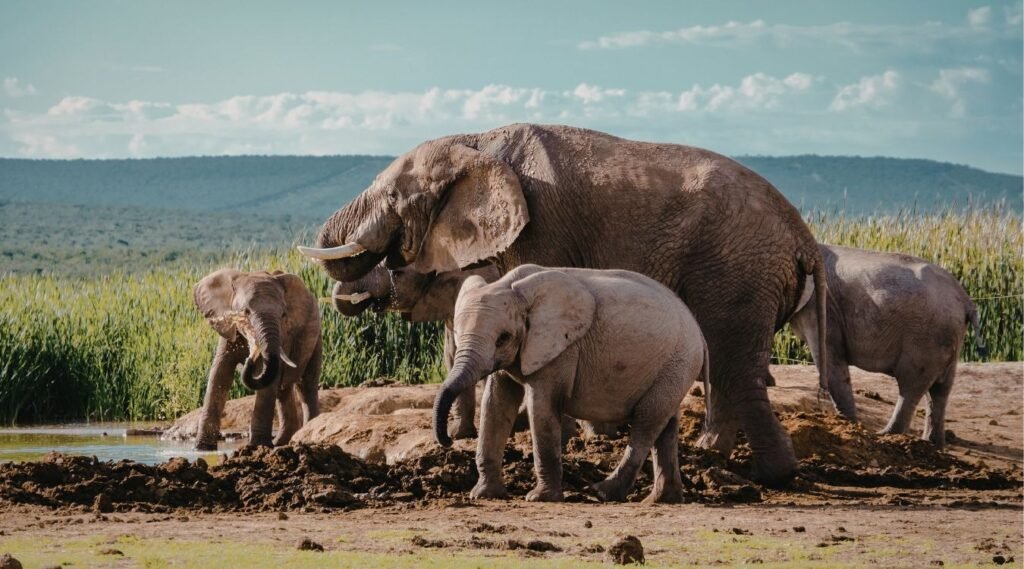 Elephants