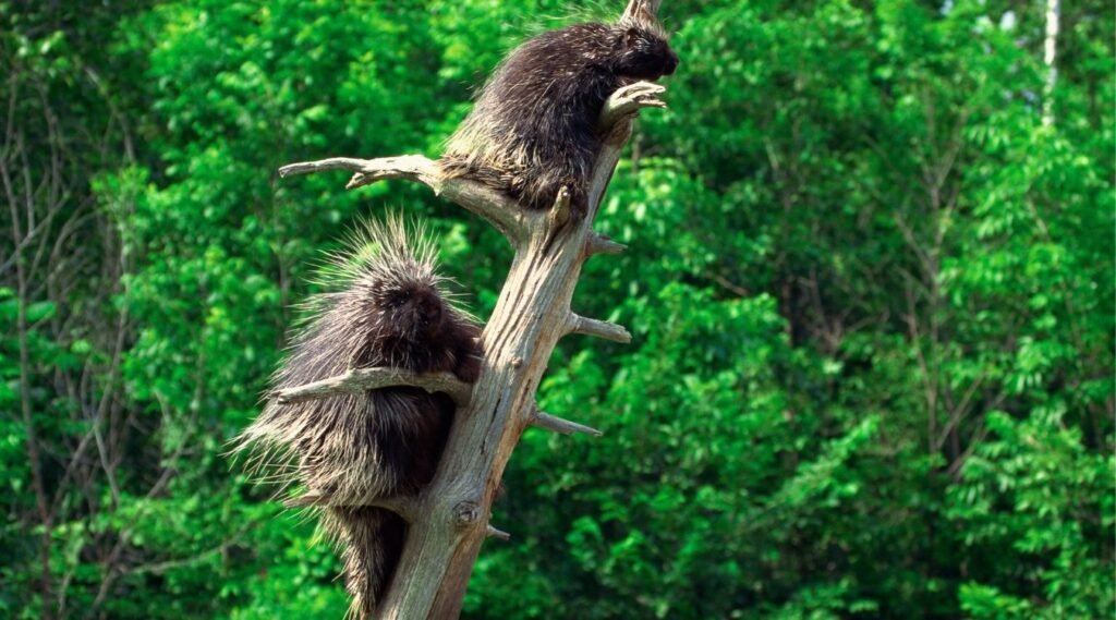 Do Porcupines Live In Georgia?

