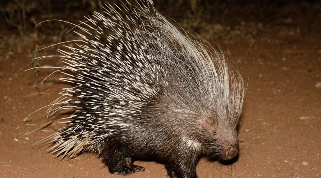 porcupines