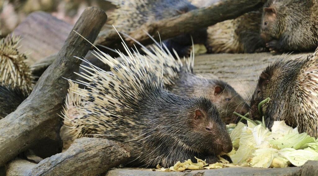 Do porcupines live in Georgia