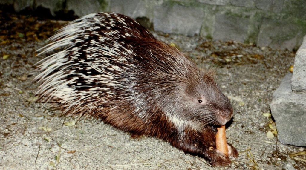 what states have porcupines