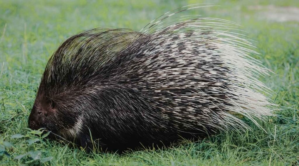 porcupine in georgia