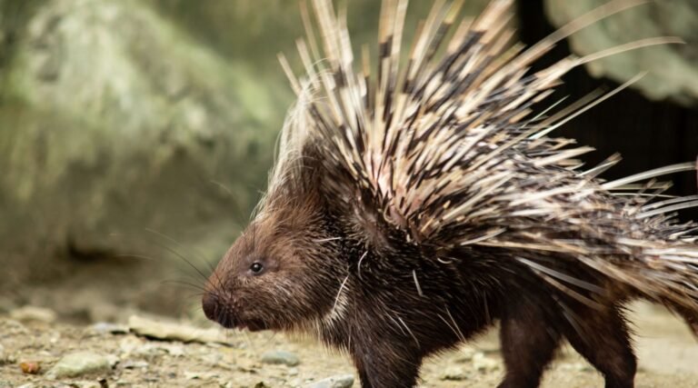 Do porcupines live in Georgia?