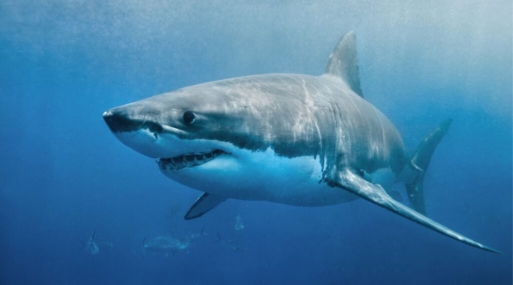 Great White Shark
