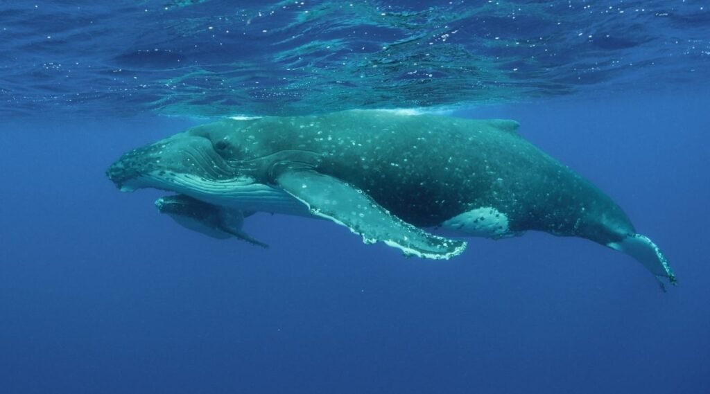 hungriest animals that eat a lot