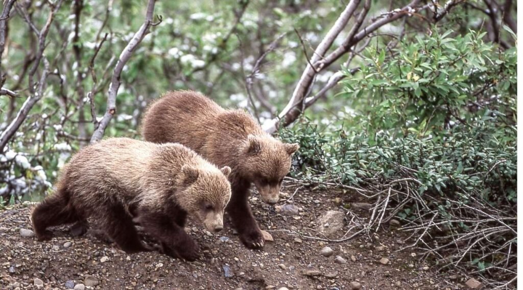 Grizzly bears