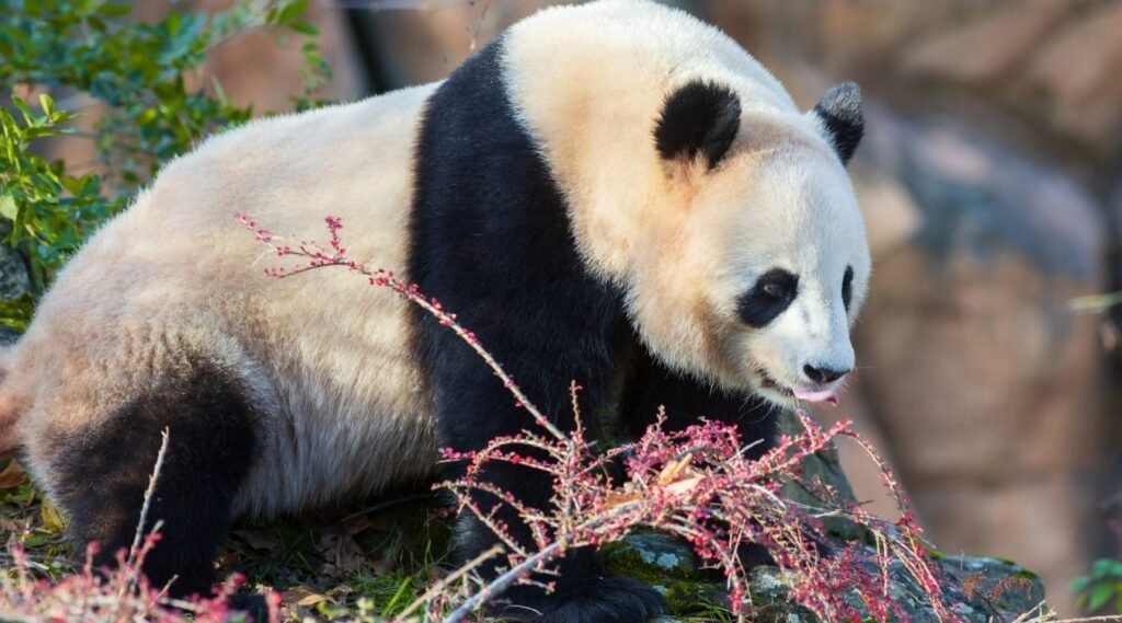 Giant pandas 