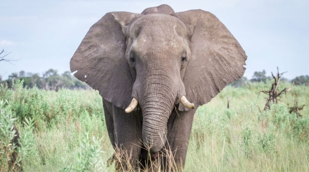 Animals that eat a lot