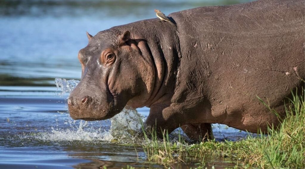 Animals that eat a lot