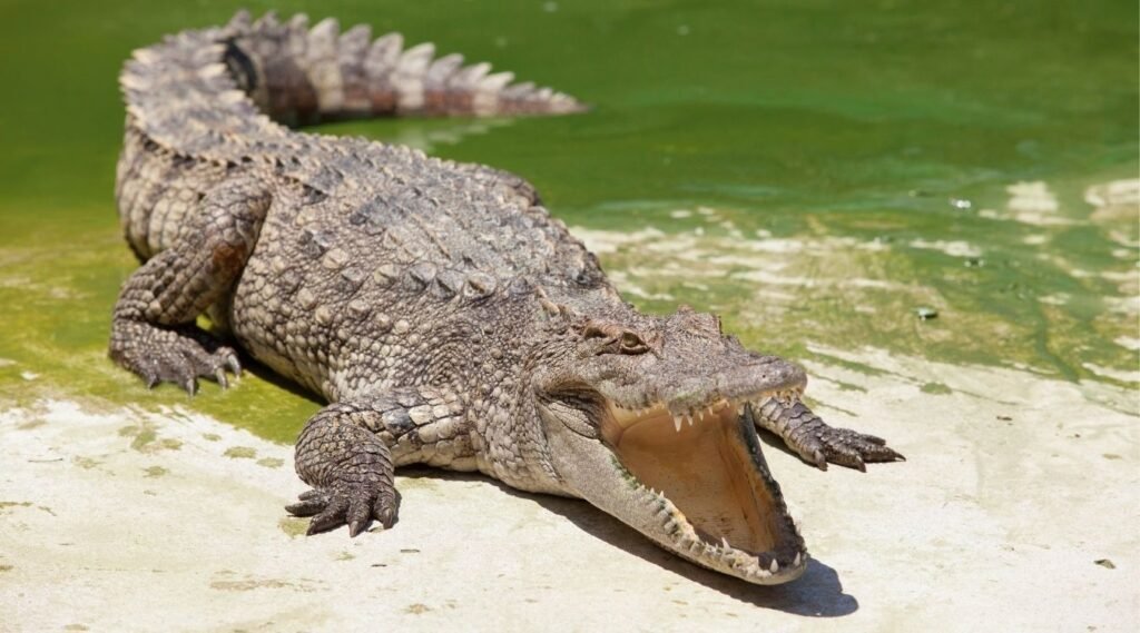 Crocodile