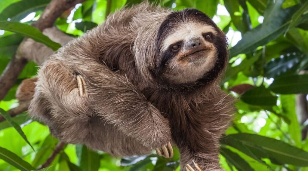 Animals with sharp claws