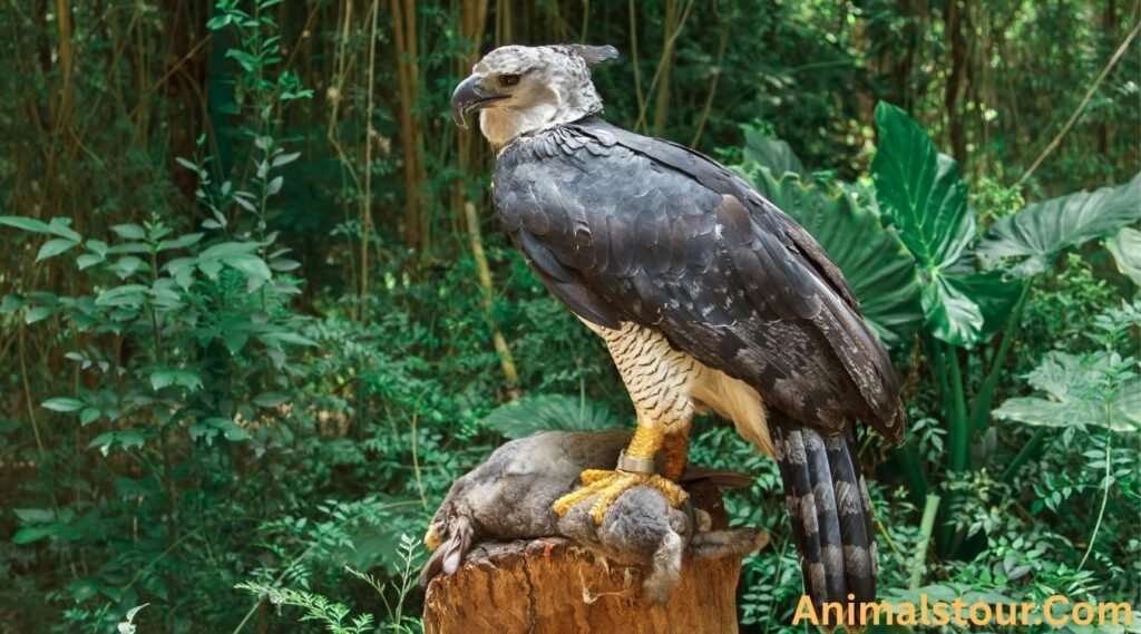 Harpy Eagle