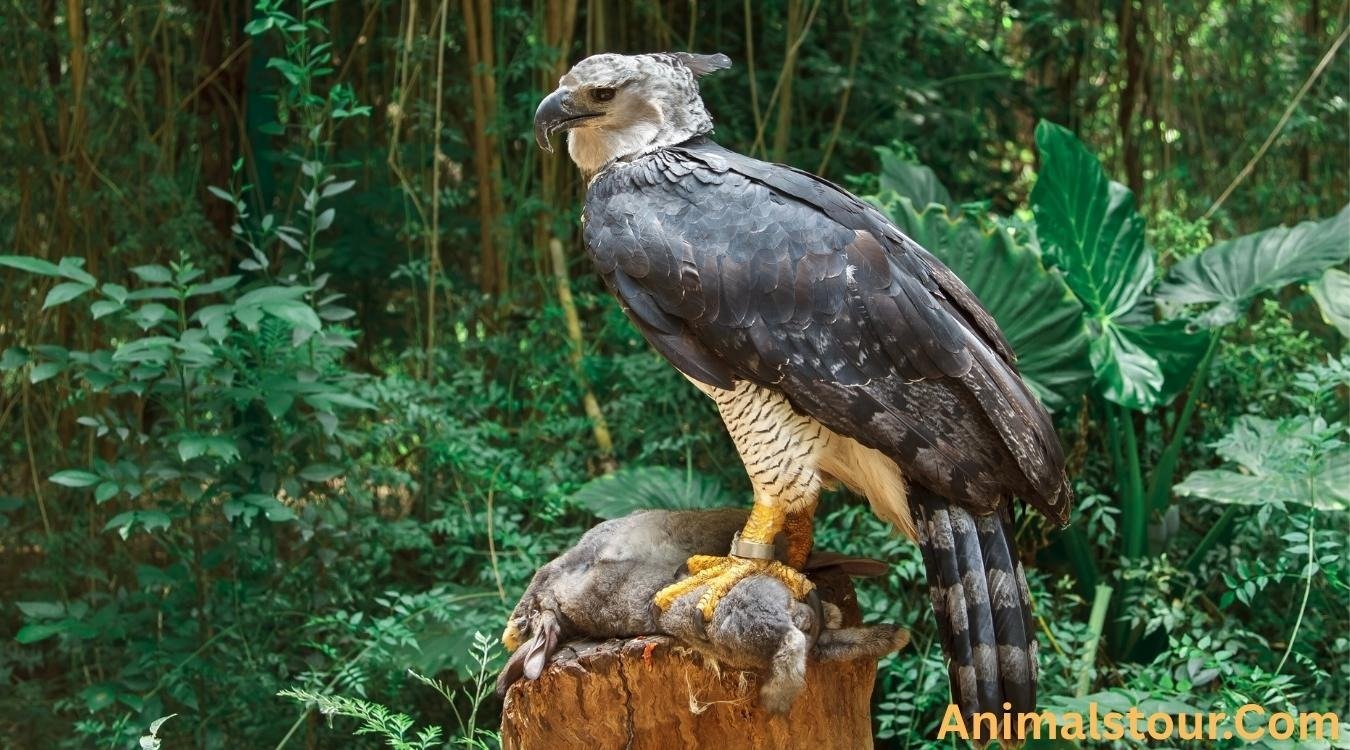 animals with sharp claws