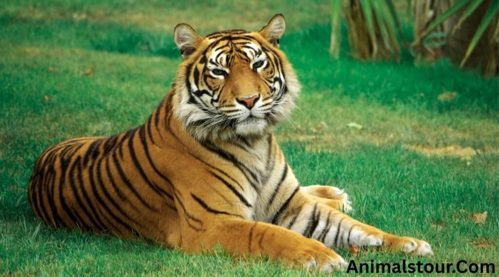 Tigers