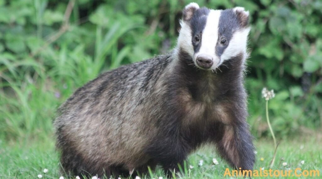 American Badger