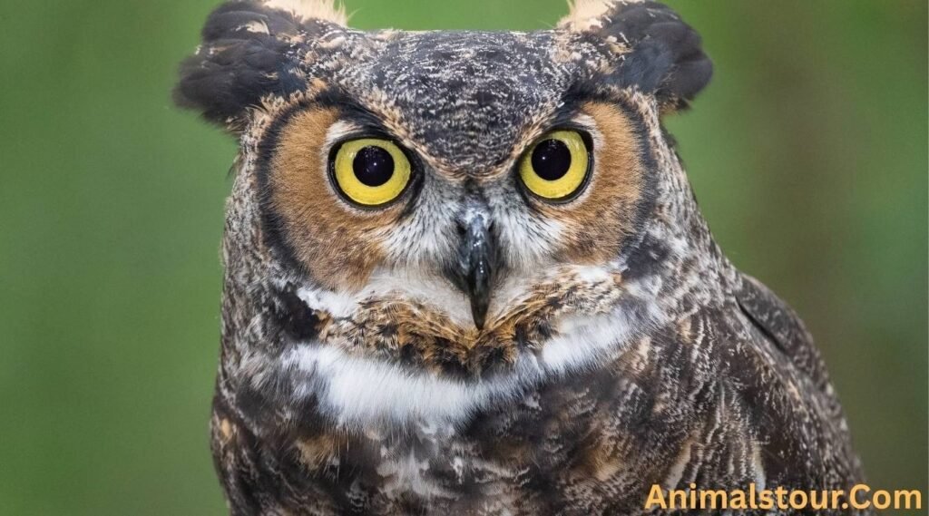Great Horned Ow