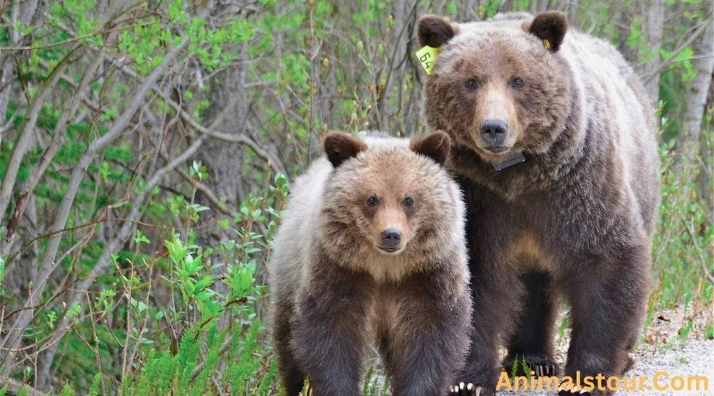 Grizzly Bear