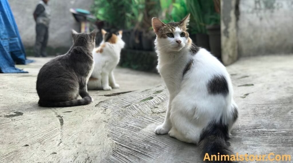 House Cats