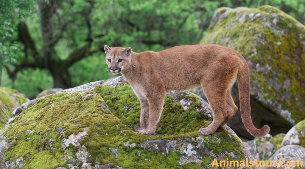 Mountain lion