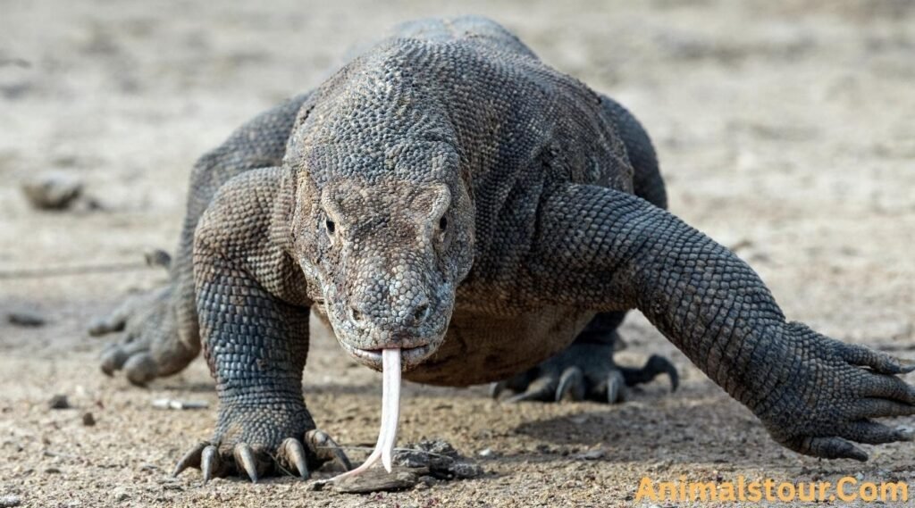 Komodo dragon