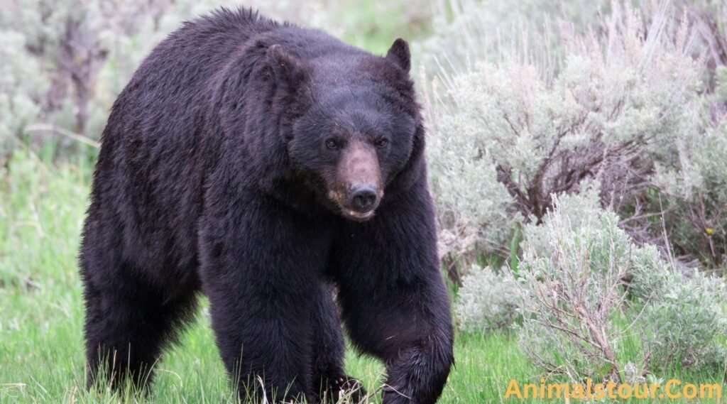 American black bear