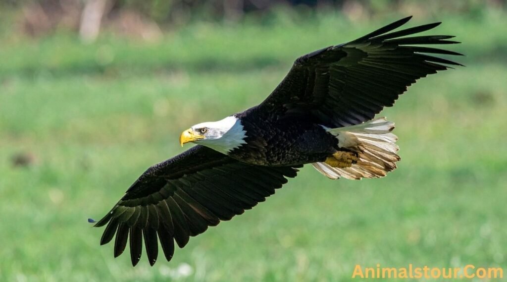 Bald eagle