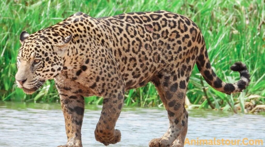  Animals with sharp claws