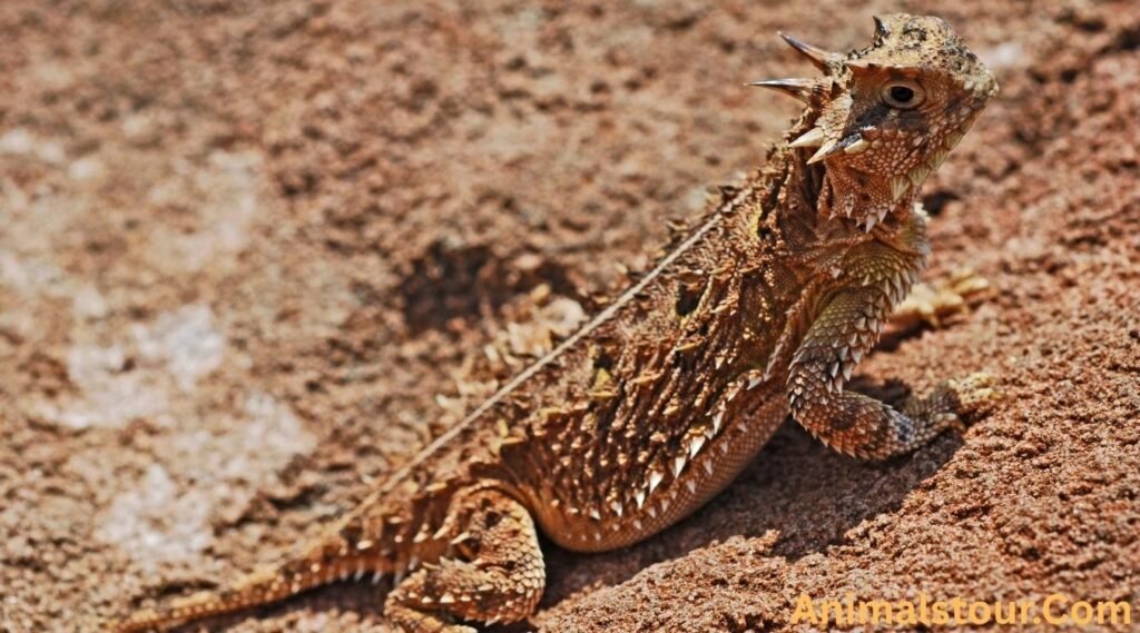 Texas Horned Lizard 