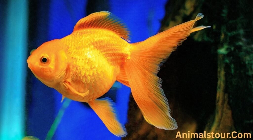Goldfish