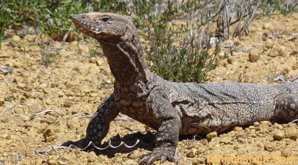 Animals with scales