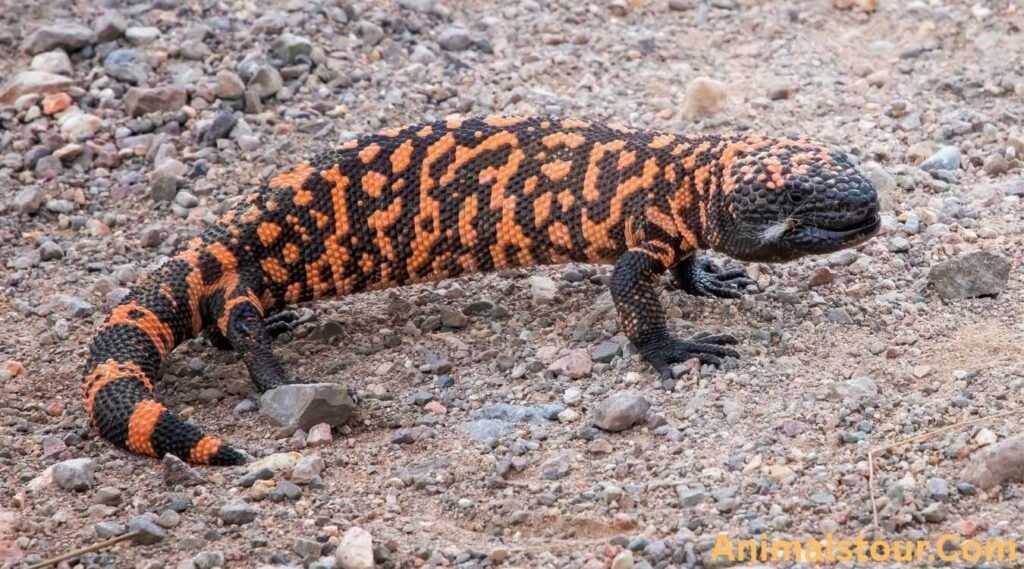 Gila Monster
