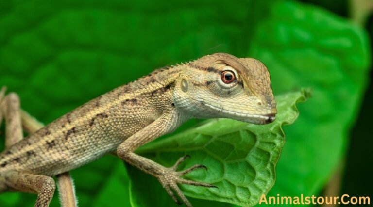 Animals with scales