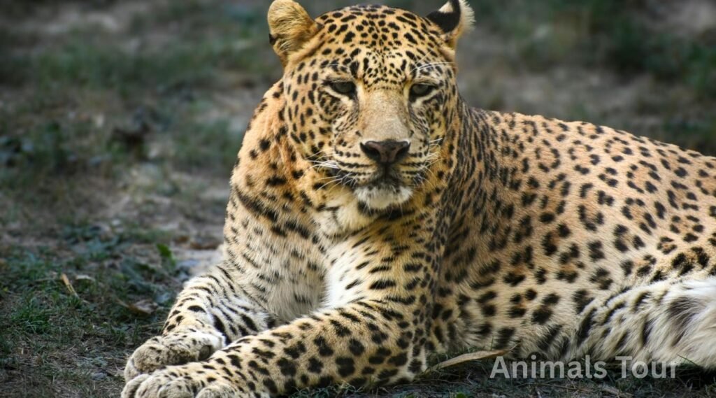 leopard