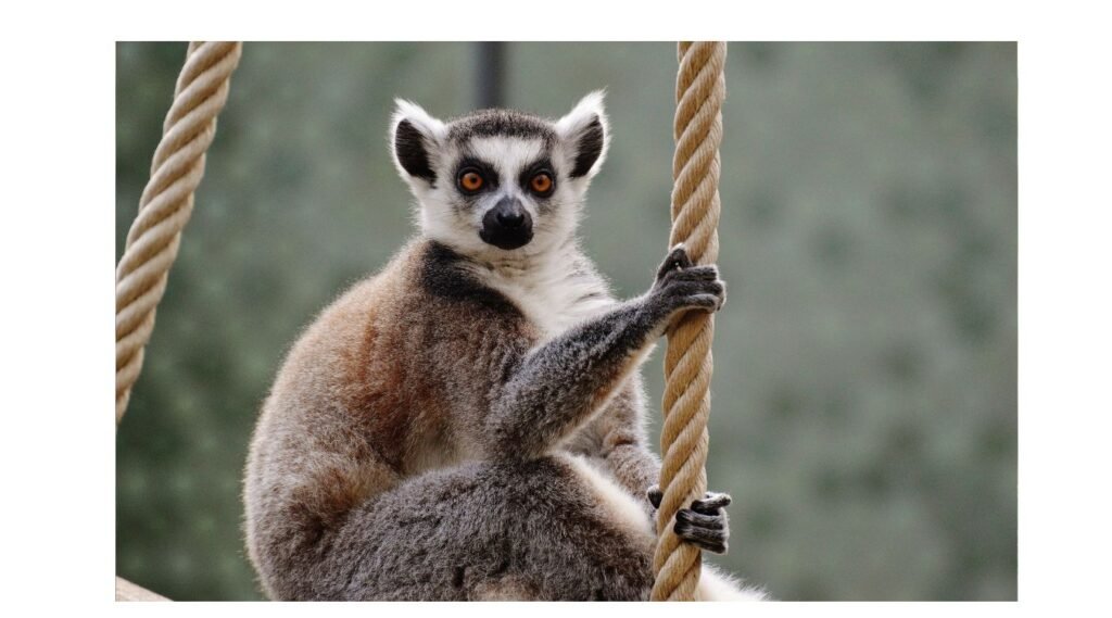 animals with big eyes