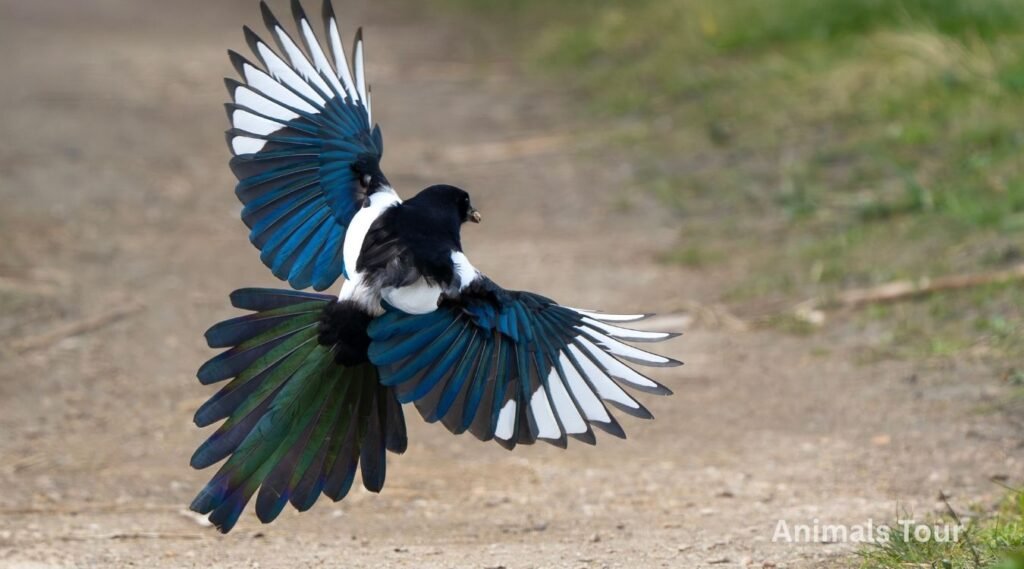 magpie