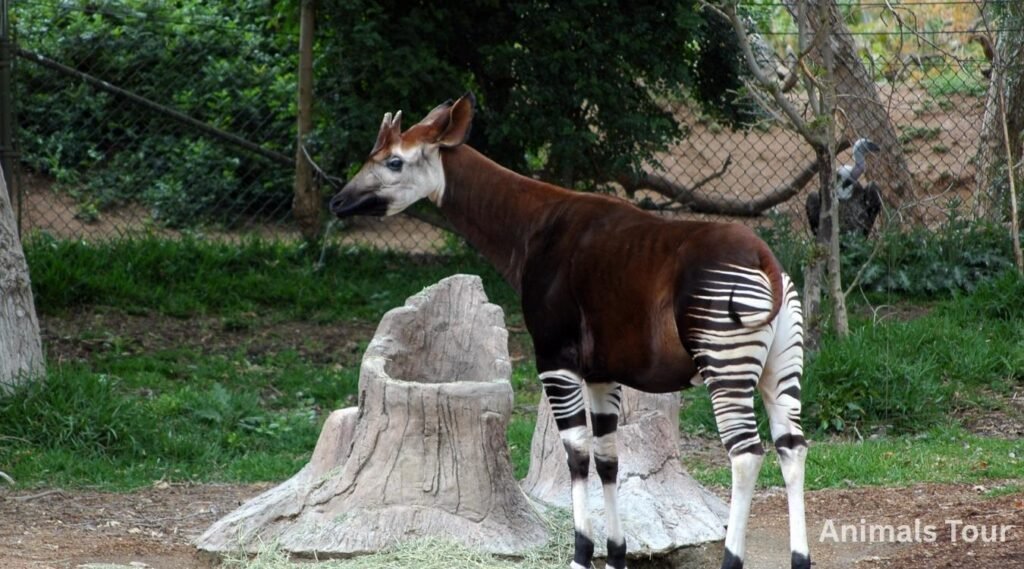 okapi-Forest Giraffe with Striking Stripes-