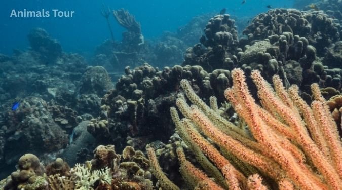 sea sponge