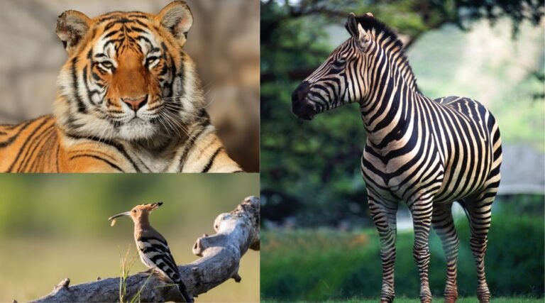 striped animals in the world