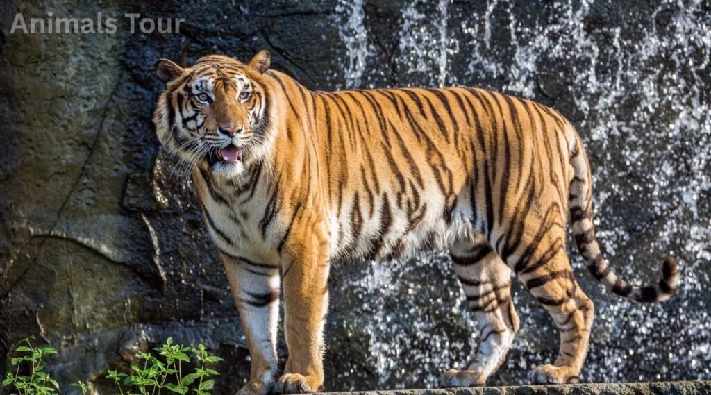 tiger-growl sound animal name