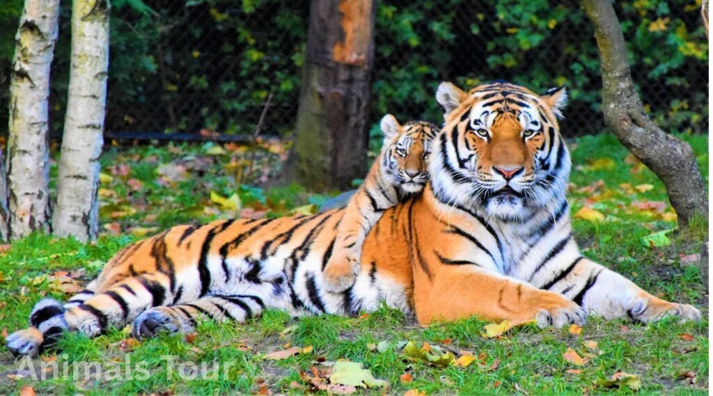 Tiger – The Powerful Striped Predator of the world