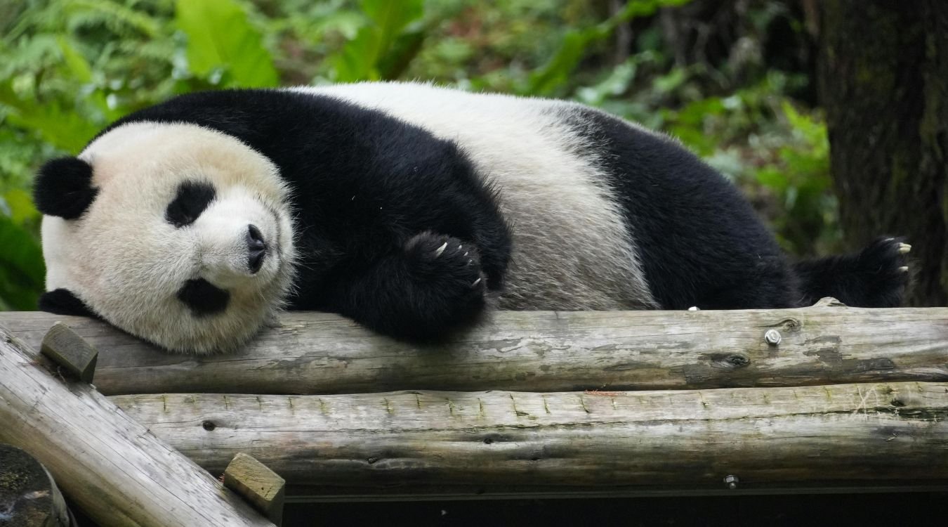 top 20 clumsy animals in the world