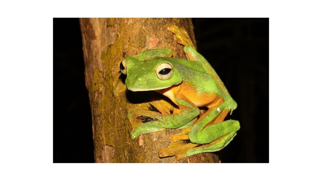 tree frog