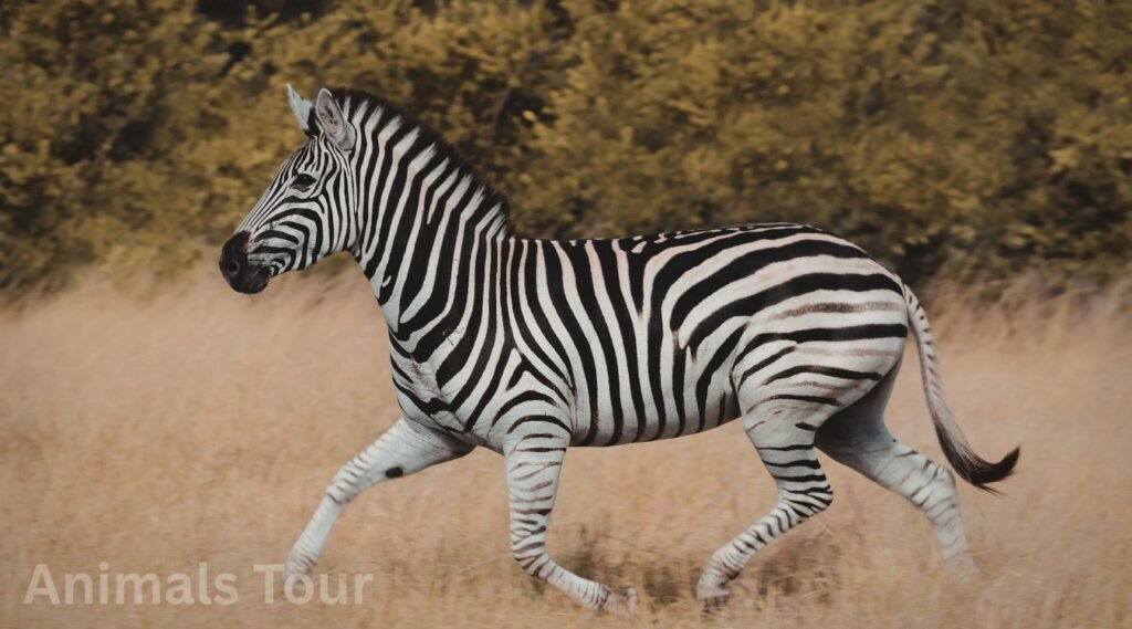 zebra-black and white striped animals