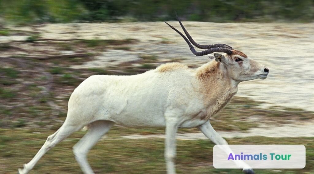 Addax - animals with horns