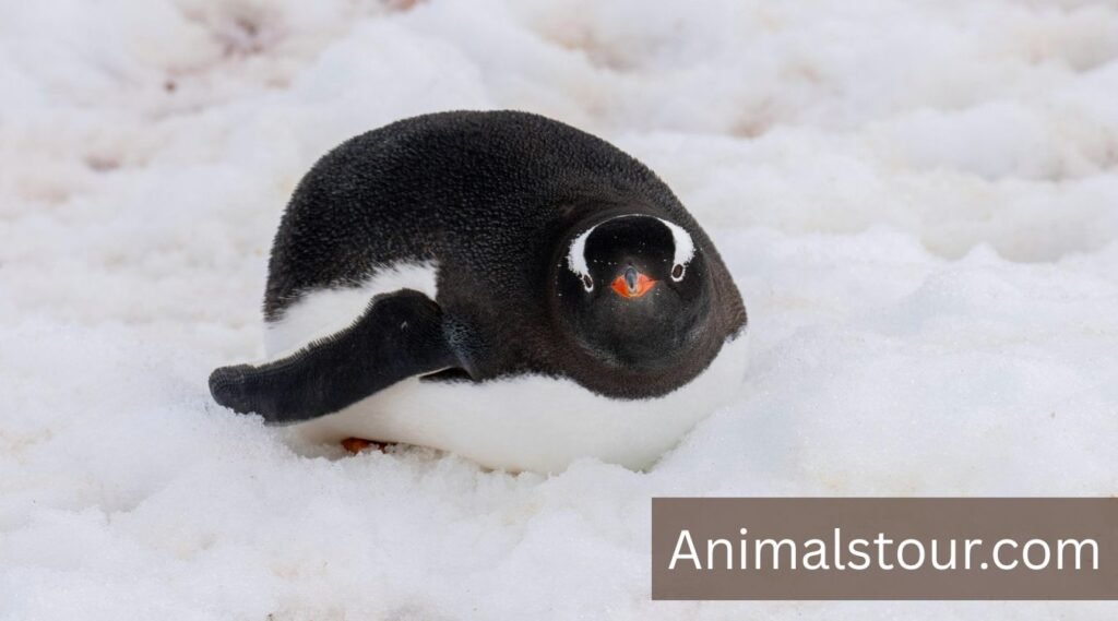 Adélie Penguin