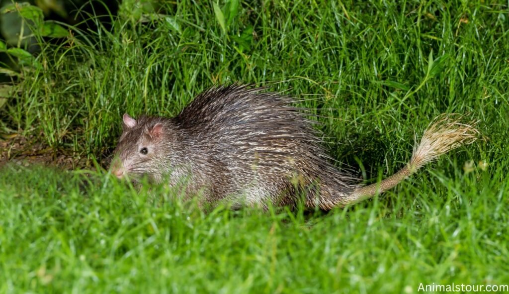 Animals with quills