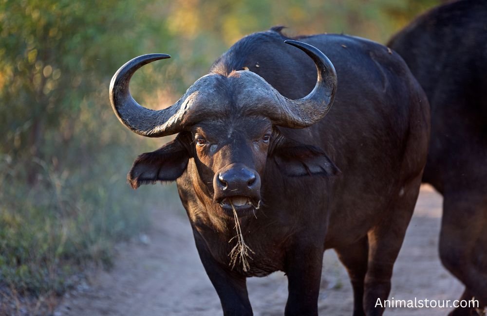 Animals That Live In Savannas